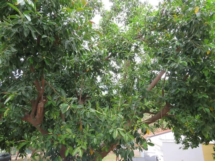 Relax Nel Verde- Giodapi Palm Παλέρμο Διαμέρισμα
