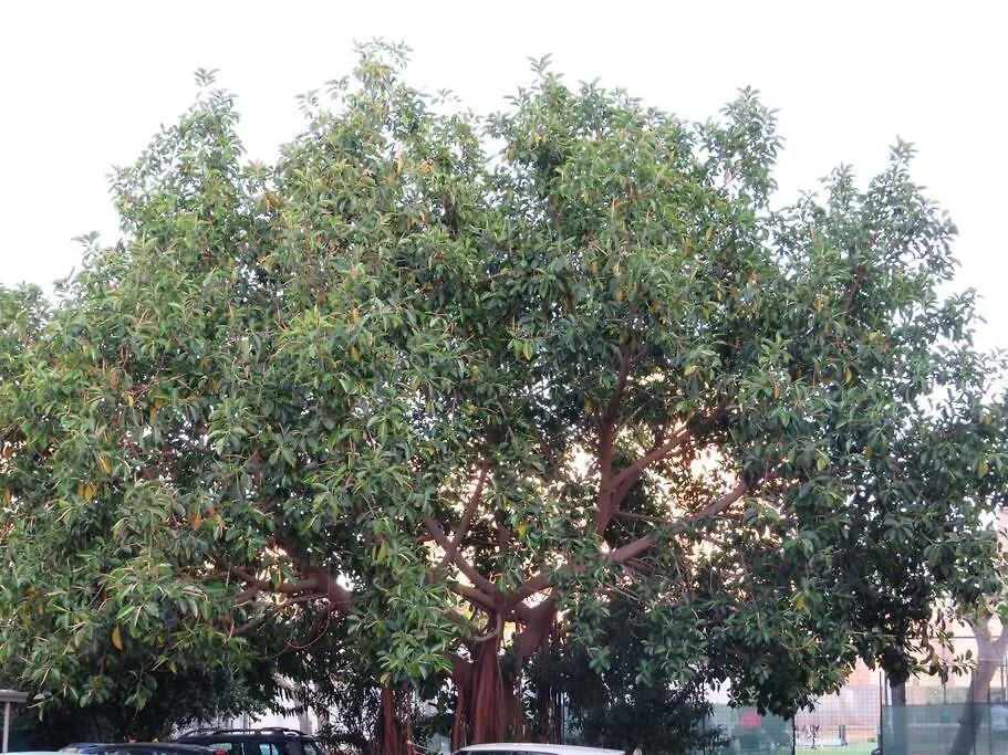 Relax Nel Verde- Giodapi Palm Παλέρμο