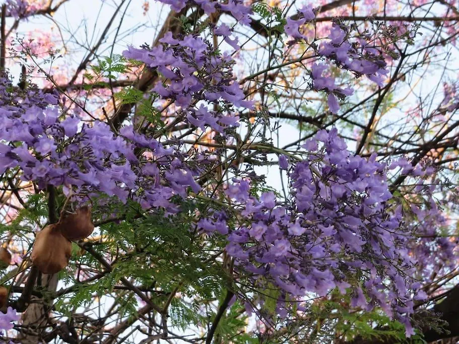 Relax Nel Verde- Giodapi Palm Παλέρμο Ιταλία